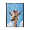 93830-356.jpg An Up-Close Look at a Giraffe at the Gladys Porter Zoo Framed Poster