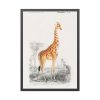Giraffe (Giraffa Camelopardalis) Framed Poster