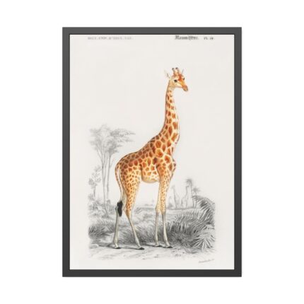 Giraffe (Giraffa Camelopardalis) Framed Poster