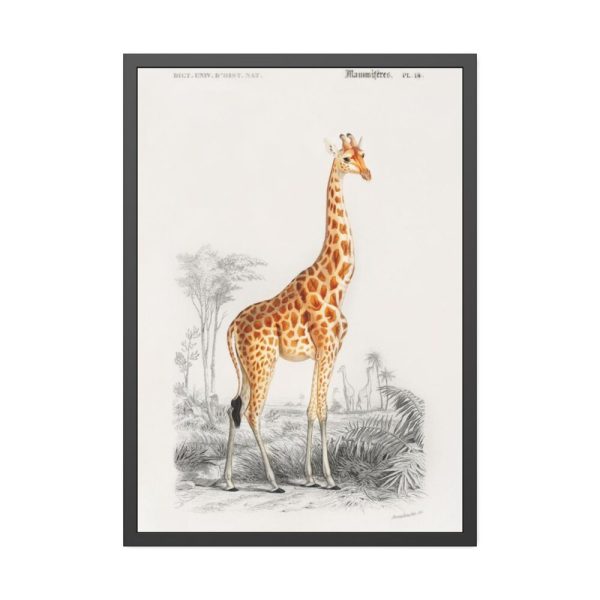 Giraffe (Giraffa Camelopardalis) Framed Poster