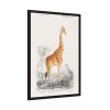 Giraffe (Giraffa Camelopardalis) Framed Poster