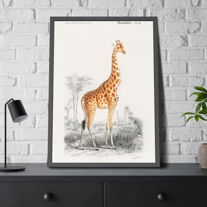 Giraffe (Giraffa Camelopardalis) Framed Poster - Image 4