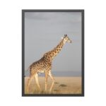 Giraffe in the Nature Framed Poster