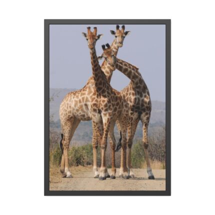 Giraffe Family Framed Poster