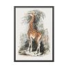 93830-392.jpg Vintage Illustration by Georges Cuvier Framed Poster
