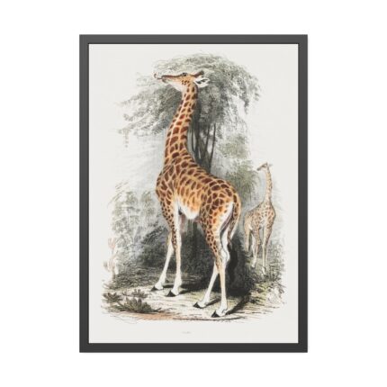 Vintage Illustration by Georges Cuvier Framed Poster