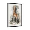 93830-393.jpg Vintage Illustration by Georges Cuvier Framed Poster
