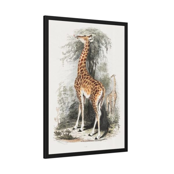 93830-393.jpg Vintage Illustration by Georges Cuvier Framed Poster