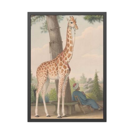 Study of the Giraffe by Nicolas Hüet Framed Poster