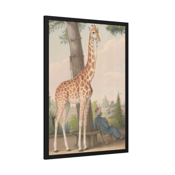 93830-397.jpg Study of the Giraffe by Nicolas Hüet Framed Poster