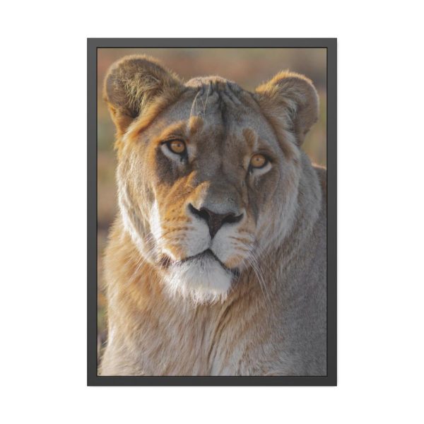 Female Lion Closeup Framed Poster