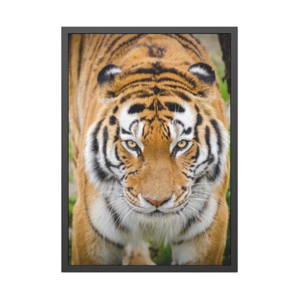 93831-312.jpg Siberian Tiger Framed Poster