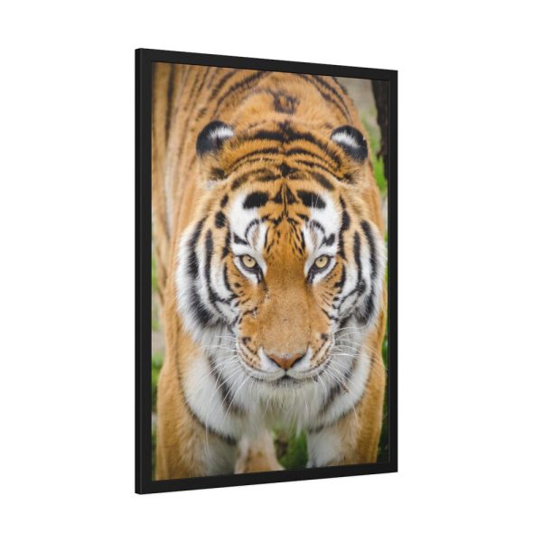 93831-313.jpg Siberian Tiger Framed Poster