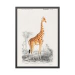 Giraffe (Giraffa Camelopardalis) Framed Poster - Image 5