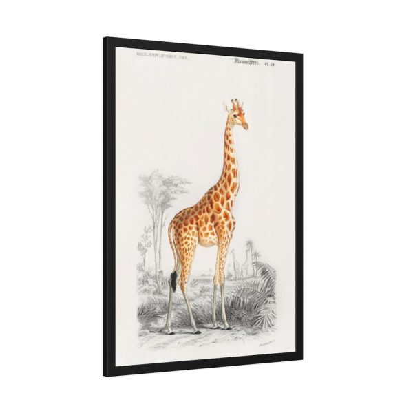 Giraffe (Giraffa Camelopardalis) Framed Poster