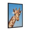 93831-401.jpg Giraffe Cameloparadalis Fauna Framed Poster