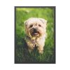 93831-52.jpg Little Puppy on the Grass Framed Poster