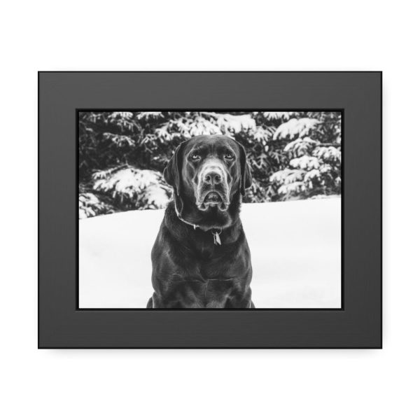 93836-12.jpg Puka the Chocolate Lab by Carol M. Highsmith Framed Poster