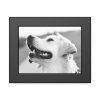 Labrador Retriever Dog in Black and White Framed Poster