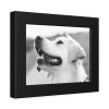 Labrador Retriever Dog in Black and White Framed Poster
