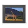 93836-20.jpg Giraffe in Savanna Framed Poster