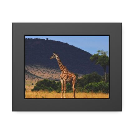 Giraffe in Savanna Framed Poster