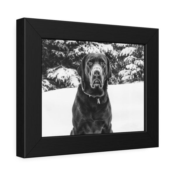 93837-13.jpg Puka the Chocolate Lab by Carol M. Highsmith Framed Poster