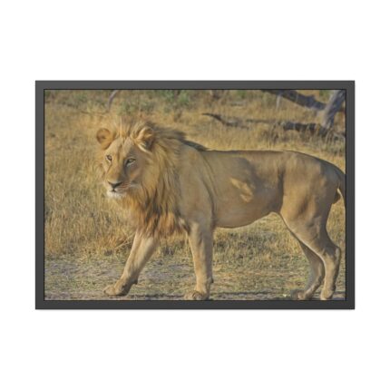 Lion Wild Cat Framed Poster