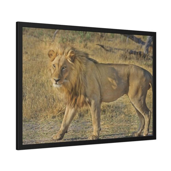 93854-101.jpg Lion Wild Cat Framed Poster
