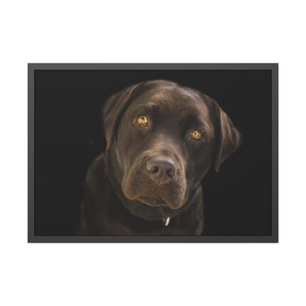 Labrador Retriever Framed Poster