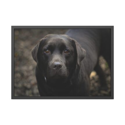 Black Labrador Retriever Framed Poster