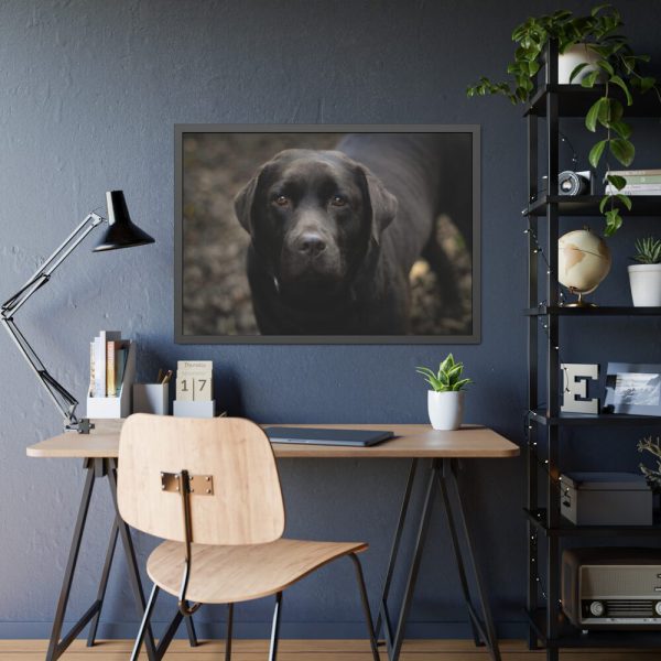 Black Labrador Retriever Framed Poster