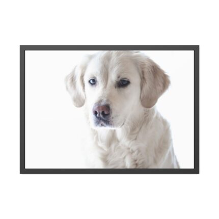 White Labrador Retriever Framed Poster