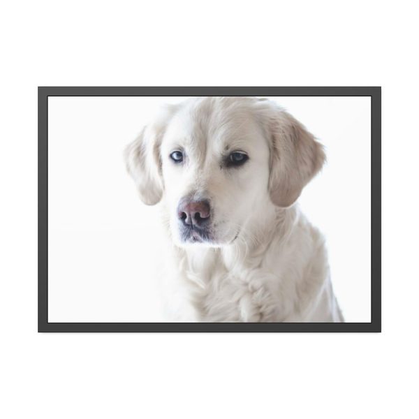 White Labrador Retriever Framed Poster