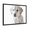 White Labrador Retriever Framed Poster