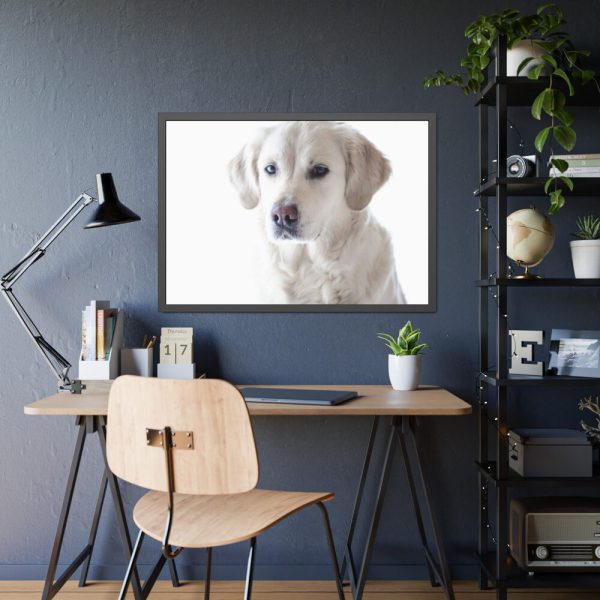 White Labrador Retriever Framed Poster