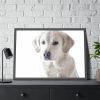 White Labrador Retriever Framed Poster
