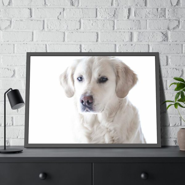 White Labrador Retriever Framed Poster