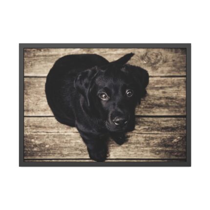 Black Labrador Dog Sitting on Wooden Floor Framed Poster