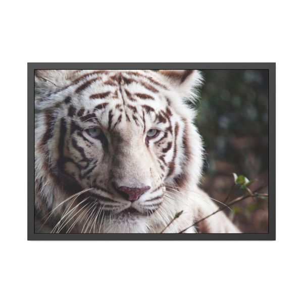 White Bengal Tiger Framed Poster