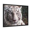 White Bengal Tiger Framed Poster