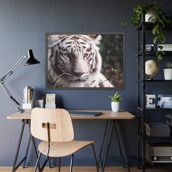 White Bengal Tiger Framed Poster