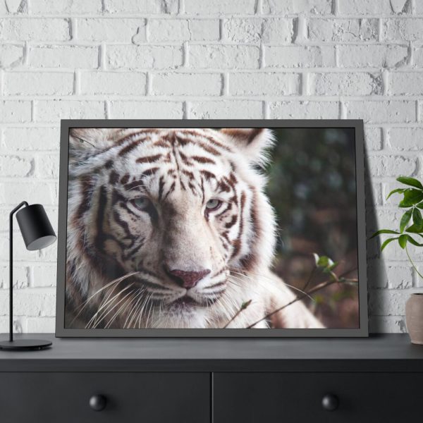 White Bengal Tiger Framed Poster