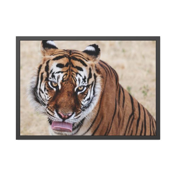 Tiger at the Wild Animal Sanctuary Framed Poster
