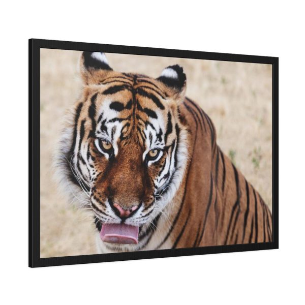 Tiger at the Wild Animal Sanctuary Framed Poster