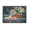 Tiger Sitting on Rock  Framed Poster