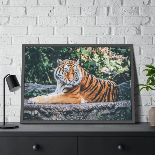 Tiger Sitting on Rock  Framed Poster