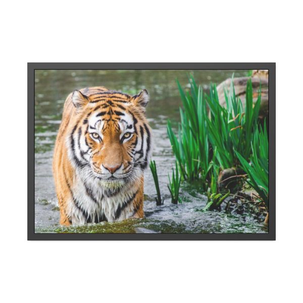 Tiger Walking Framed Poster