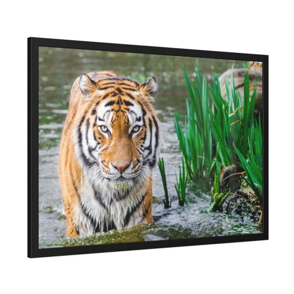 Tiger Walking Framed Poster