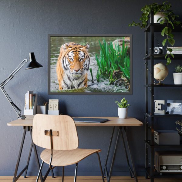 Tiger Walking Framed Poster